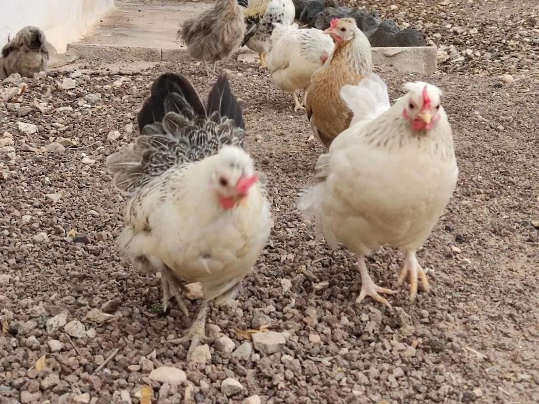 Fuerteventura Casa Tikuna La Oliva 0*,  España